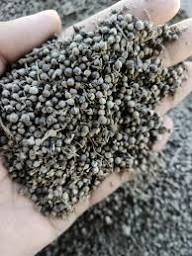 Brown Nirgundi Seeds Planting Guide
