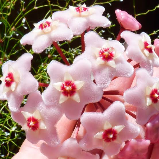 Hoya Carnosa Wax Plant Flower Seeds for Planting – Perennial Climbing Vine for Indoor Pots, Containers & Outdoor Gardens