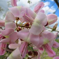 Pale Pink Gliricidia Sepium Flower seeds for Planting - Bright Blooms, Heirloom & GMO Free Seeds for Home Garden