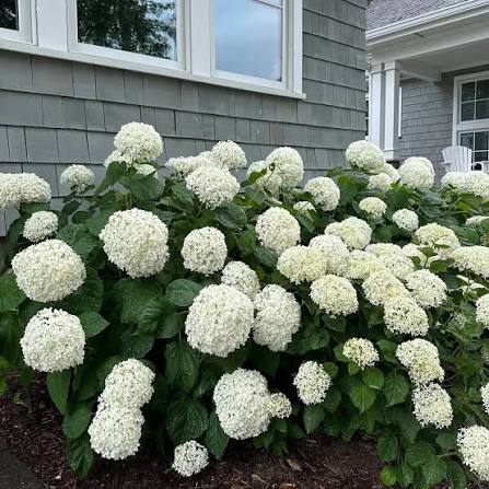 Annabelle Hydrangea Flower Seeds for Planting – Hardy White Blooming Ornamental Garden Shrub