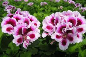 White Purple Pelargonium Flower Seeds for Planting Easy to Grow Heirloom & GMO Free Seeds for Home Garden
 
 Sale