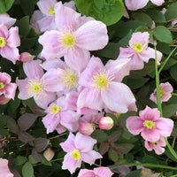 Clematis montana 'Rubens' blooms covering a decorative garden arch.

