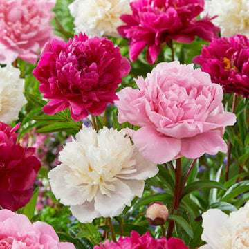 Pink and white double peony flowers blooming in a spring garden.