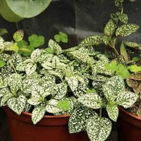 White Green Hypoestes Polka Flower seeds for Planting - Wildflower Mix, Heirloom & GMO Free Seeds for Home Garden