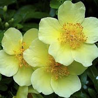 Yellow Xanthina Flower Seeds Planting Guide
