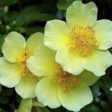 Yellow Xanthina Flower Seeds Planting Guide