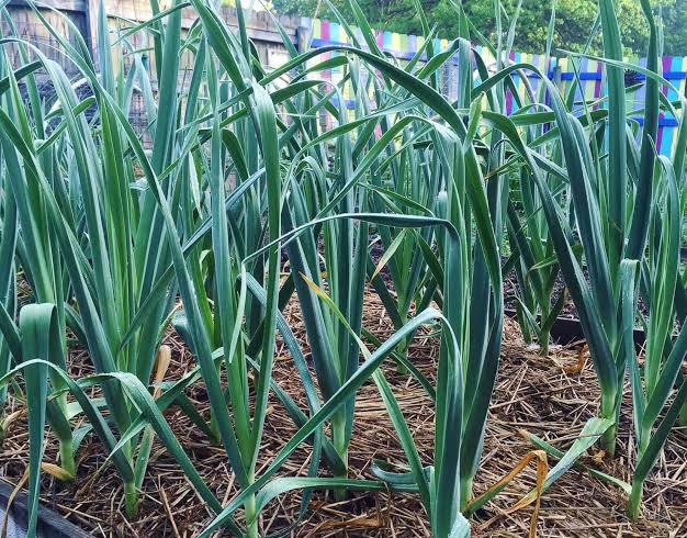 Fresh Siberian Hardneck garlic bulbs ready for planting or culinary use