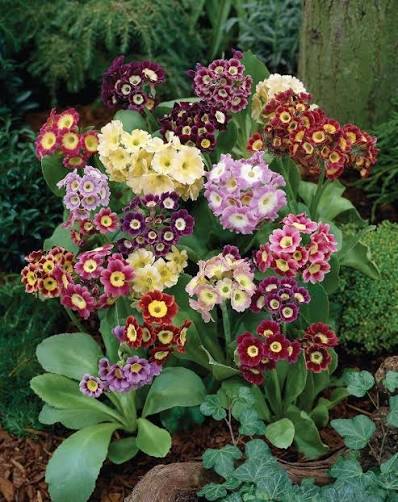 Mixed Primula Auricula flowers blooming with colorful petals in a garden setting.
