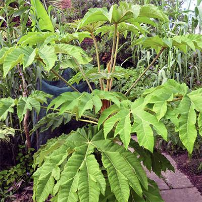 Tetrapanax papyrifer hardy perennial garden plant
