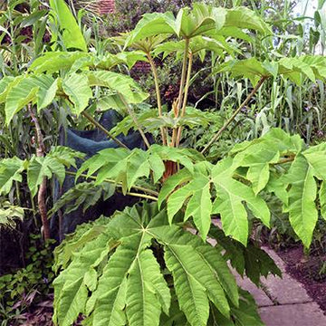 Tetrapanax papyrifer hardy perennial garden plant
