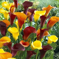 Calla Lily perennial flowers growing in an outdoor garden