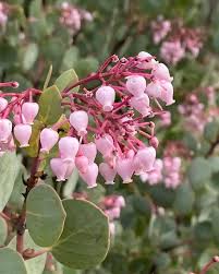 Whiteleaf Manzanita Flower seeds for Planting - Low Maintenance, Heirloom & GMO Free Seeds for Home Garden