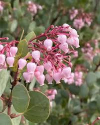 Whiteleaf Manzanita Flower seeds for Planting - Low Maintenance, Heirloom & GMO Free Seeds for Home Garden