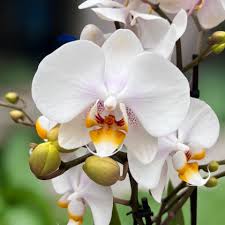 Orange White Phalaenopsis Orchid Flower Seeds for Planting Bright Blooms Heirloom & GMO Free Seeds for Home Garden
 
 Sale