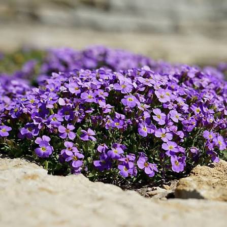 Low-growing Rock Cress 'Graeca Pale Blue' with delicate spring blooms in a sunny landscape.

