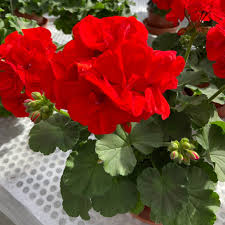 Pelargonium × hortorum Flower seeds for Planting - Pollinator Friendly, Heirloom & GMO Free Seeds for Home Garden