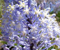 Merwilla Flower seeds for Planting Shade Tolerant Heirloom & GMO Free Seeds for Home Garden 
 
 Sale