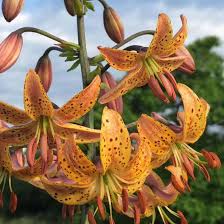 Lilium Martagon Flower seeds for Planting - Fragrant Blossoms, Heirloom & GMO Free Seeds for Home Garden