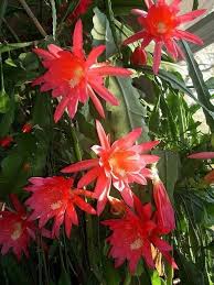 Red Epiphyllum Oxypetalum Flower Seeds Flower seeds for Planting Vibrant Colors Heirloom & GMO Free Seeds for Home Garden