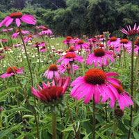 Ruby Star coneflower flowers with colorful petals and central cones.