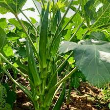 Clemson Okra Seeds for Planting Premium Quality