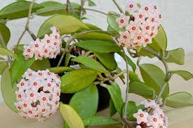 Heirloom Hoya Orchid Flower seeds for Planting Low Maintenance Heirloom & GMO Free Seeds for Home Garden