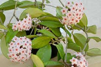 Heirloom Hoya Orchid Flower seeds for Planting Low Maintenance Heirloom & GMO Free Seeds for Home Garden