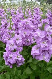 Matthiola Flower seeds for Planting - Perfect for Borders, Heirloom & GMO Free Seeds for Home Garden