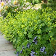 Planting Guide for Achemilla Mollis Seeds