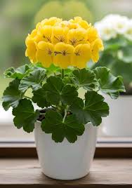 Yellow Univalve Geranium Flower seeds for Planting Low Maintenance Heirloom & GMO Free Seeds for Home Garden