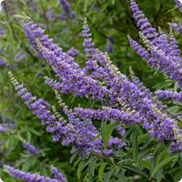 Purple Angus Castus Flower seeds for Planting - Seasonal Bloomer, Heirloom & GMO Free Seeds for Home Garden