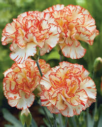 Dark Yellow Carnation Flower Seeds for Planting Shade Tolerant Heirloom & GMO Free Seeds for Home Garden
 
 Sale