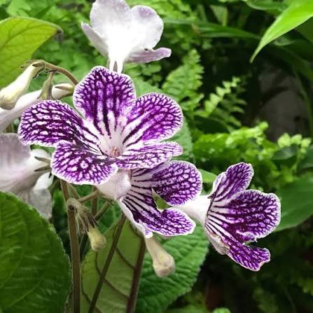 Close-up of elegant violet white Streptocarpus blossoms with green foliage.
