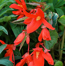 Buy Begonia Boliviensis Seeds for Planting  Vibrant Biennials for All Seasons