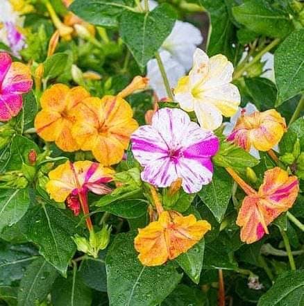 Four O'Clock Marvel Seeds – Colorful Fragrant Flowers for Garden Planting
