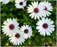 White Osteospermum Flower Seeds for Easy Planting