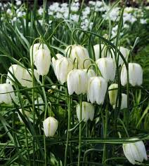 White Fritillaria Flower Seeds for Planting Vibrant Colors Heirloom & GMO Free Seeds for Home Garden
 
 Sale