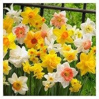 Daffodil bulb mix growing in a colorful spring garden