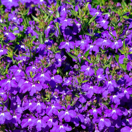 Crystal Palace Lobelia Seeds Heirloom Garden Flower for Home Planting