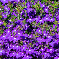 Crystal Palace Lobelia Seeds Heirloom Garden Flower for Home Planting