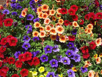 Calibrachoa Million Bells Flower Seeds – Colorful Trailing Garden Plant for Pots & Baskets