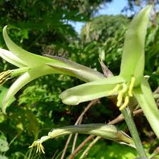 Green Puya Mirabilis Flower seeds for Planting - Hardy Variety, Heirloom & GMO Free Seeds for Home Garden