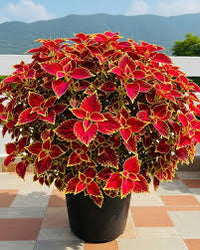 Light Yellow & Pink Coleus Flower seeds for Planting - Cut Flower Favorite, Heirloom & GMO Free Seeds for Home Garden