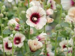 Hollyhock Alcea rosea Flower Seeds for Planting in Flower Bed