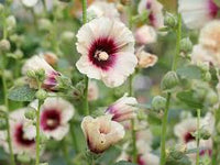 Hollyhock Alcea rosea Flower Seeds for Planting in Flower Bed