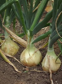 Freshly harvested Onion Ailsa Craig bulbs displayed after harvest.