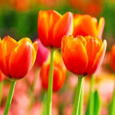 100 Pcs