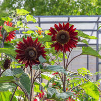 Sunflower Red Sun Seeds for Stunning Red-Orange Blooms