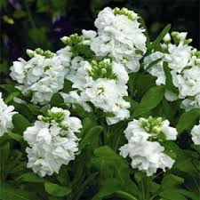 White Matthiola Flower Seeds – Sun Loving Heirloom & NonGMO for Home Garden
 
 Sale