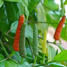 Long Pepper Seeds for Planting - Piper Longum Vegetable Seeds